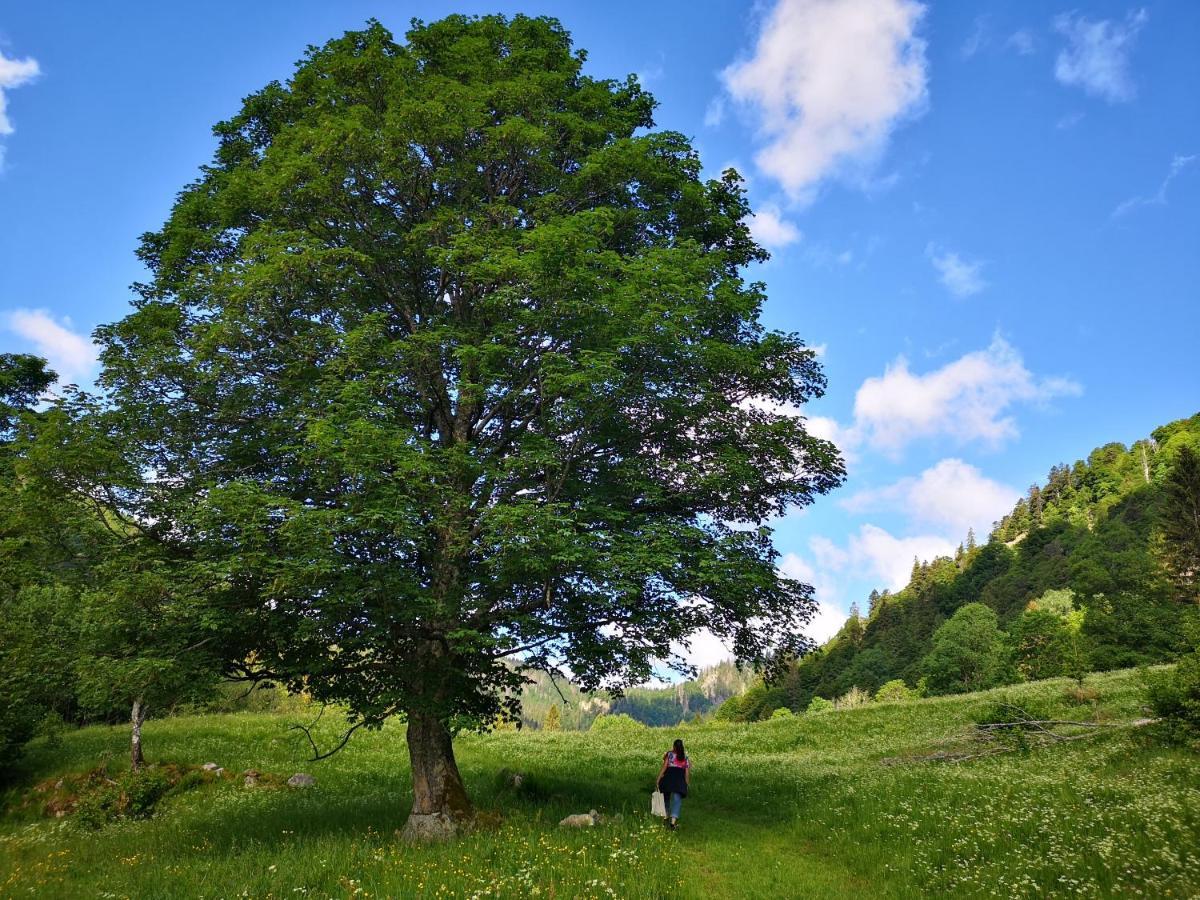 B1 Albmatte-Fewo Sauna, Hallenbad Aussenbecken Massagen Nebenan Menzenschwand-Hinterdorf 외부 사진